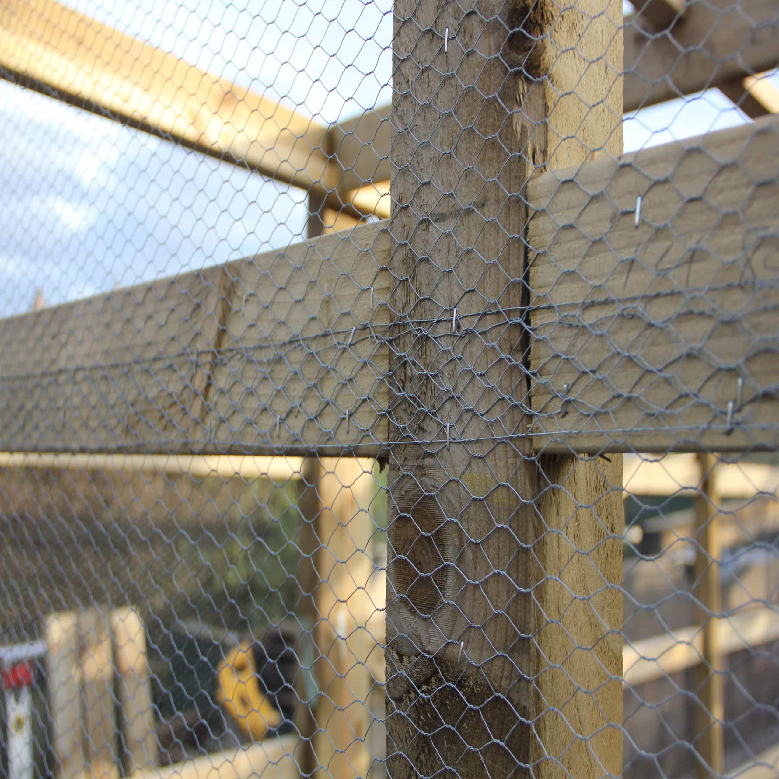Chicken Wire Fencing: Everything You Need to Know