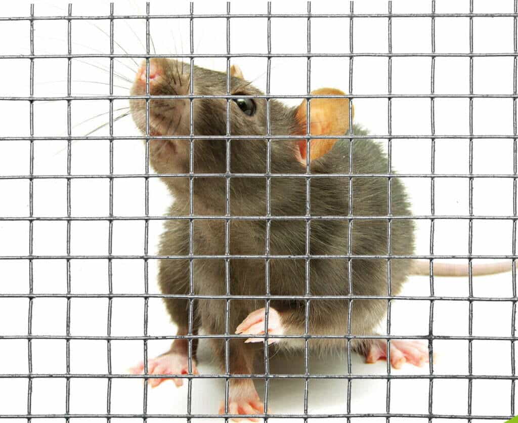 rat mesh blocker