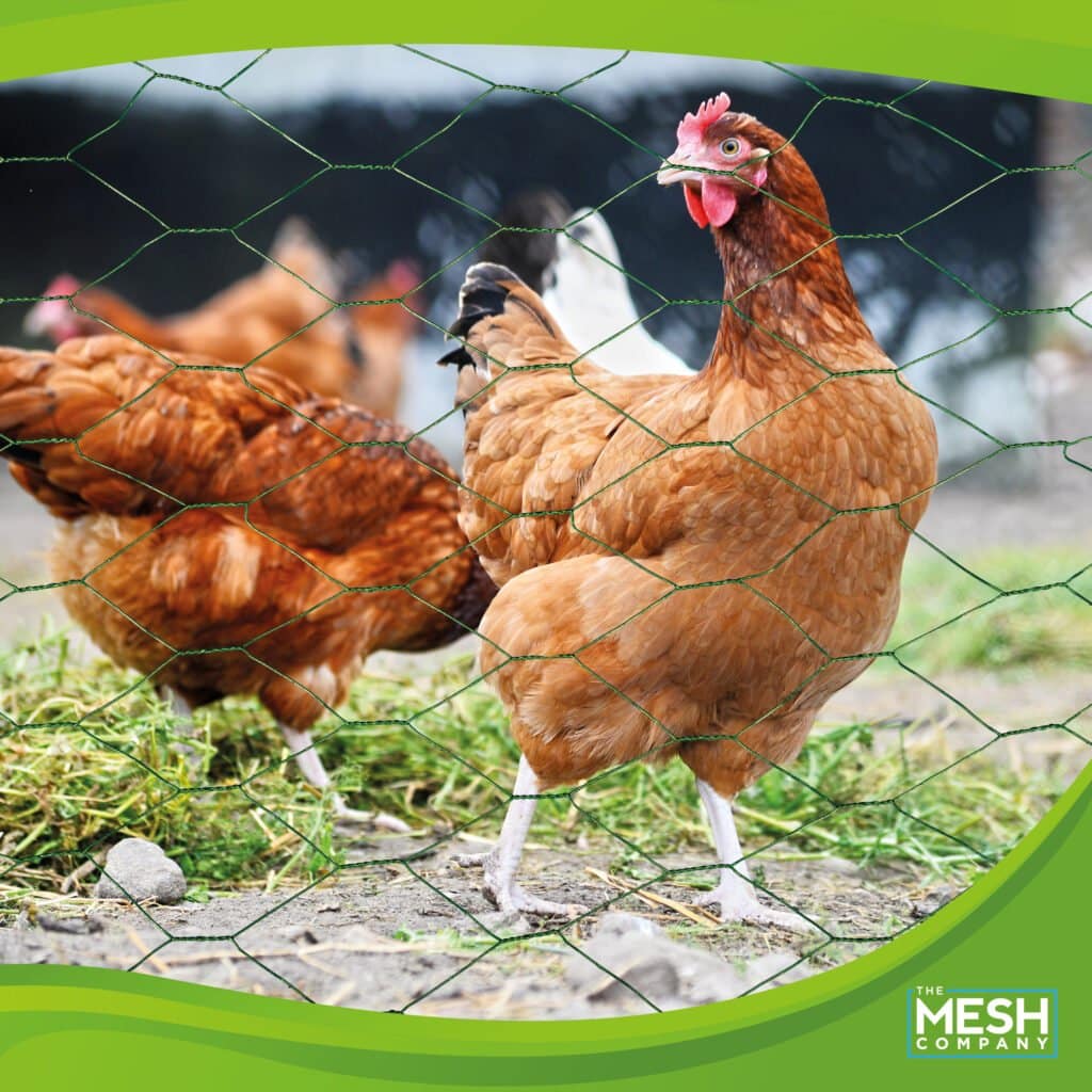 Everything that you need to know about #14: Green Chicken Mesh - The Mesh  Company