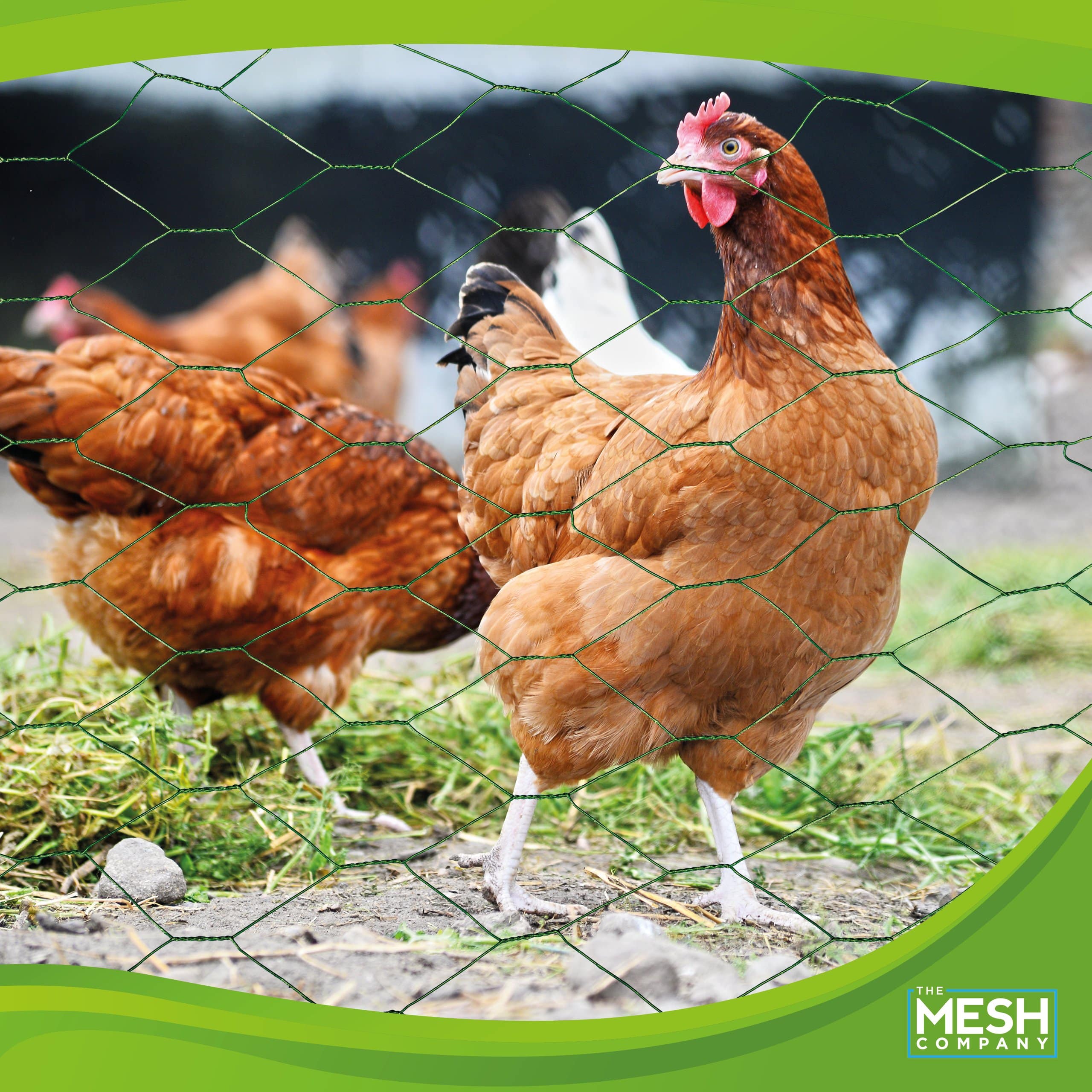 Chicken Wire Mesh Rolls - The Mesh Company
