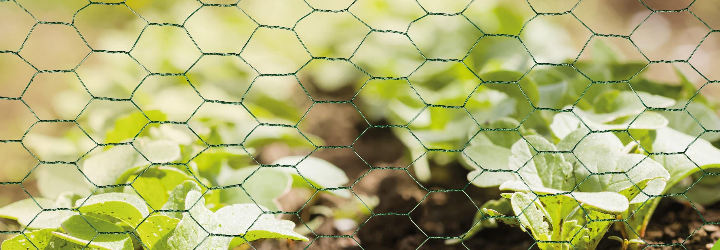 Everything that you need to know about #14: Green Chicken Mesh - The Mesh  Company