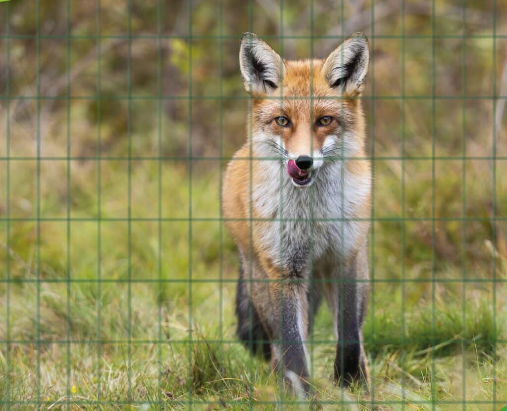Everything that you need to know about #5: Fox Proof Mesh - The