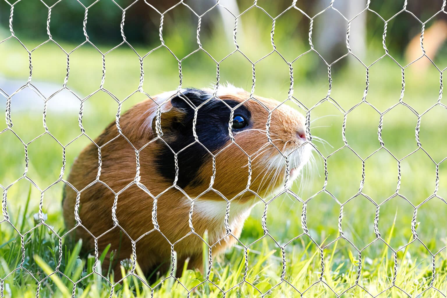 Building a Guinea Pig Cage with Mesh The Mesh Company