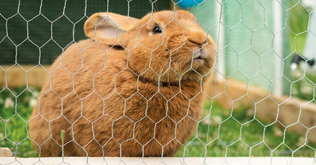 rabbit netting mesh
