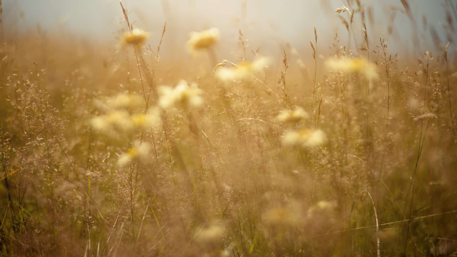 Breathe Easy How to Use Fine Mesh to Filter Pollen from Your Home The Mesh Company