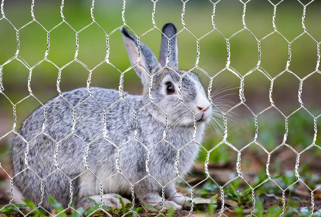 blog article titled DIY Rabbit Run: Choosing Between Chicken Wire and Welded Mesh